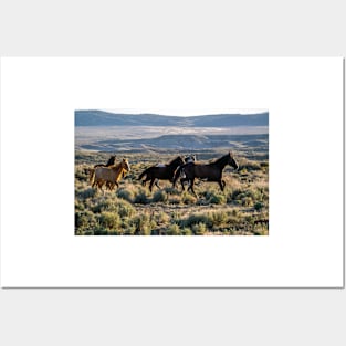 Wild Mustangs Posters and Art